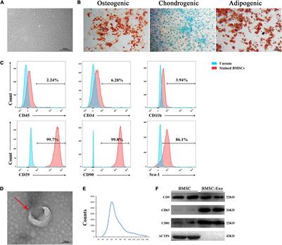 Bone Marrow Mesenchymal Stem Cell-Derived Exosome-Educated Macrophages Promote Functional Healing After Spinal Cord Injury